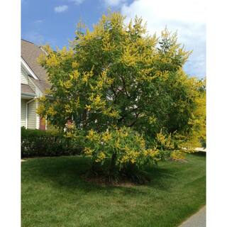 Wekiva Foliage 3 Gal. Golden Rain Tree Live Plant in a Pot Koelreuteria Paniculata Beautiful Flowering Tree Patio Garden 2P-HHSB-0J4R