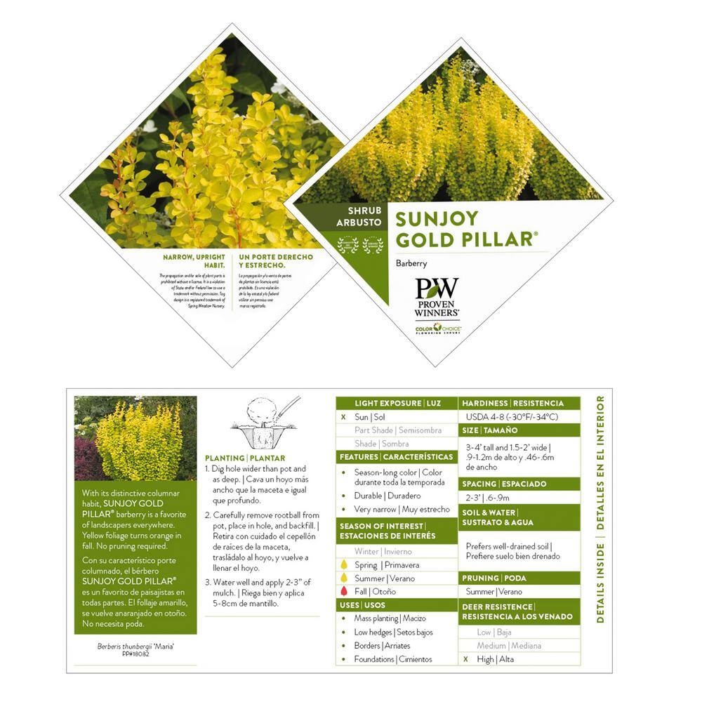 Proven Winners 2 Gal. Sunjoy Gold Pillar Barberry Shrub with Vivid Gold Foliage 14764