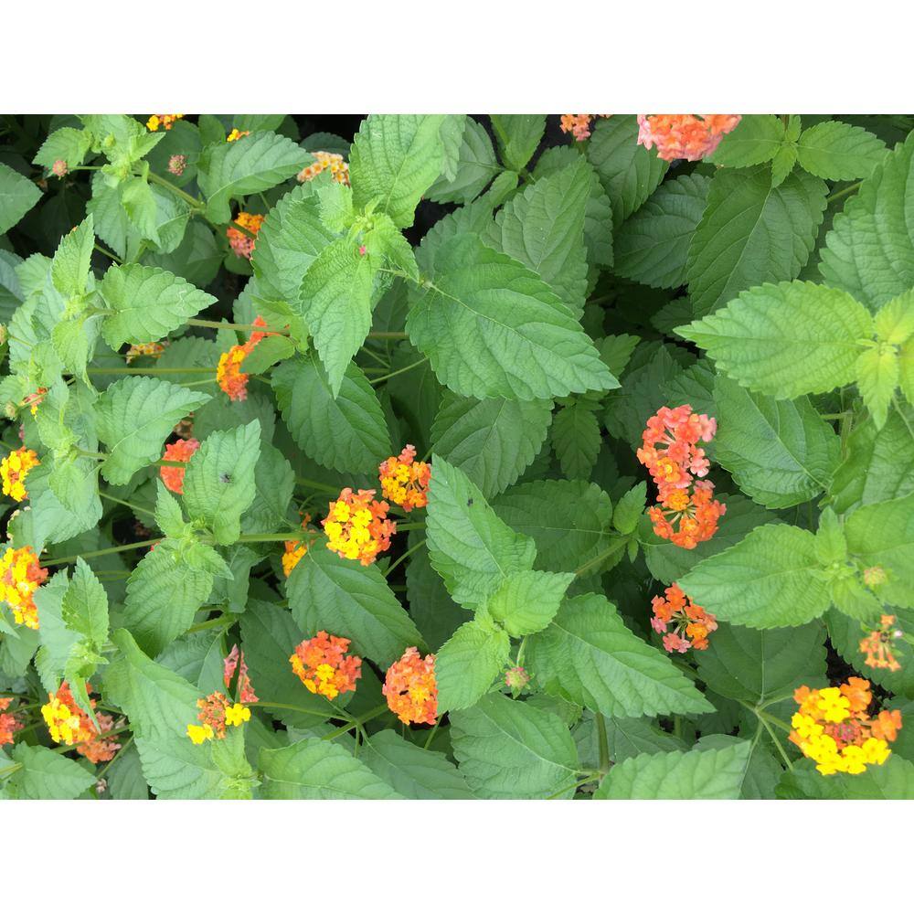 Daylily Nursery Lantana Plants mix 3 Total Plants in 3 separate 4 in. pots 694151565