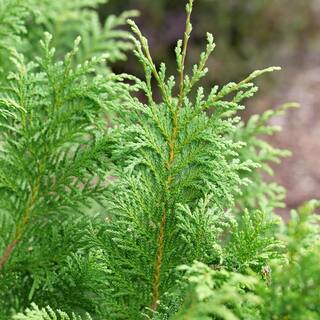 PROVEN WINNERS 2 Gal. Cedar Rapids Cypress Shrub 18320