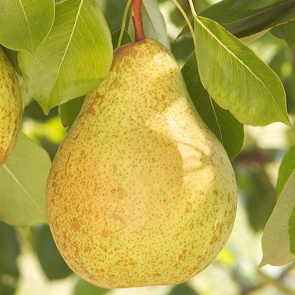 Gurney's Ambrosia Pear Potted Standard Fruit Tree (1-Pack) 81380