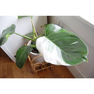 Wekiva Foliage White Wizard Philodendron - Live Plant in 4 in. Nursery Pot - Philodendron White Wizard- Extremely Rare Houseplant WhiteWizardPhilodendron4