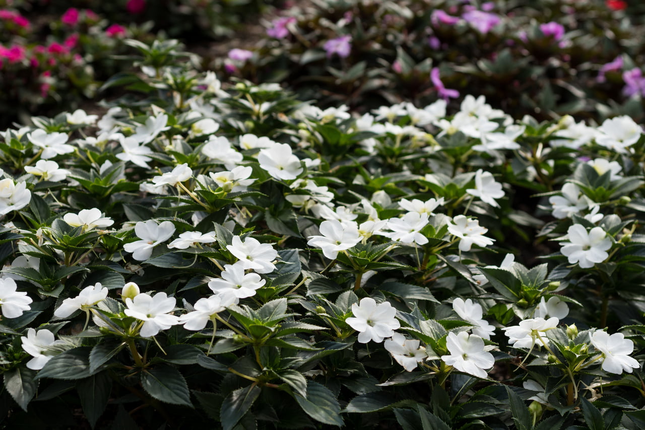 SunPatiens® Impatiens 2.5QT White Annual Live Plants (3 Pack) with Grower Pots