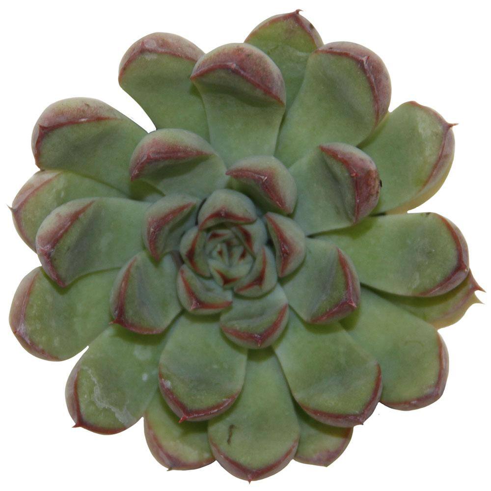 Costa Farms Small Assorted Echeveria Succulents in 2.5 in. Grower Pot， Avg. Shipping Height 3 in. Tall (4-Pack) 2SUCCECHGROW4PK