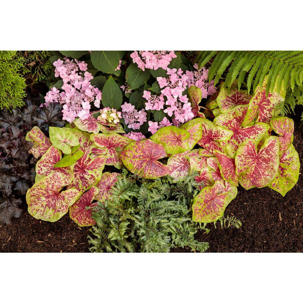 PROVEN WINNERS 1 qt. Caladium 'Raspberry Moon' Annual Live Plant Red and Green foliage (4-Pack) PWCDM1RMR4PK