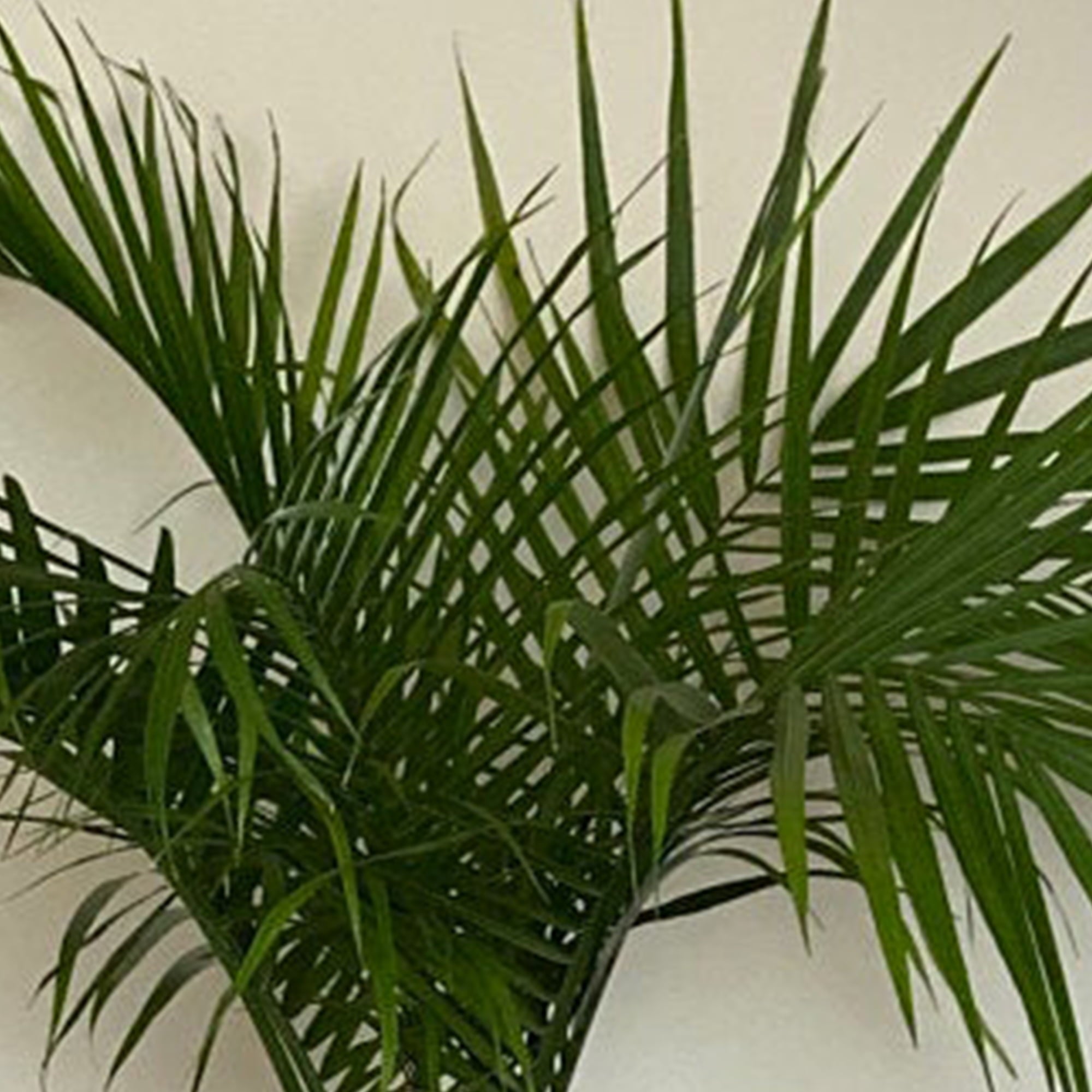 United Nursery Live Majesty Palm Indoor Plant 24-34 inches Tall  with Green Fronds in 9.25 inch Grower Pot