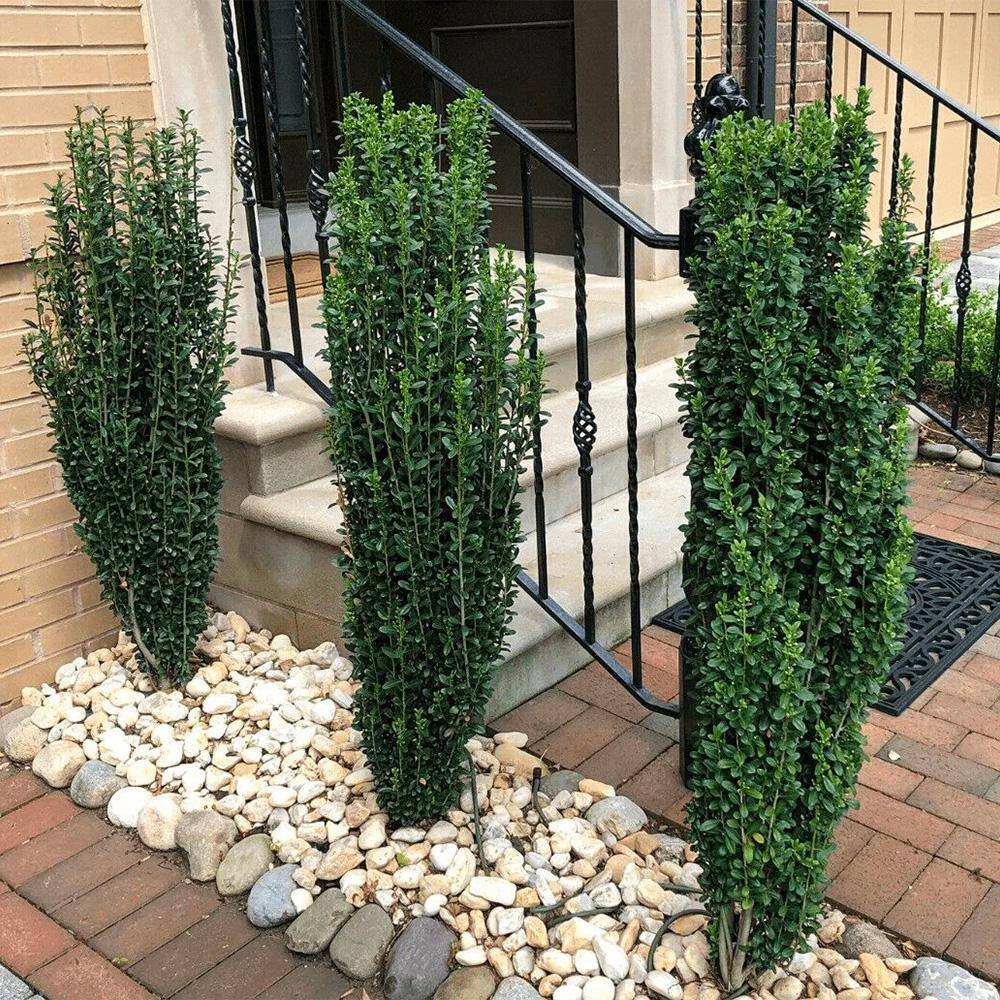 3 Gal. Sky Pencil Holly Shrub 14825