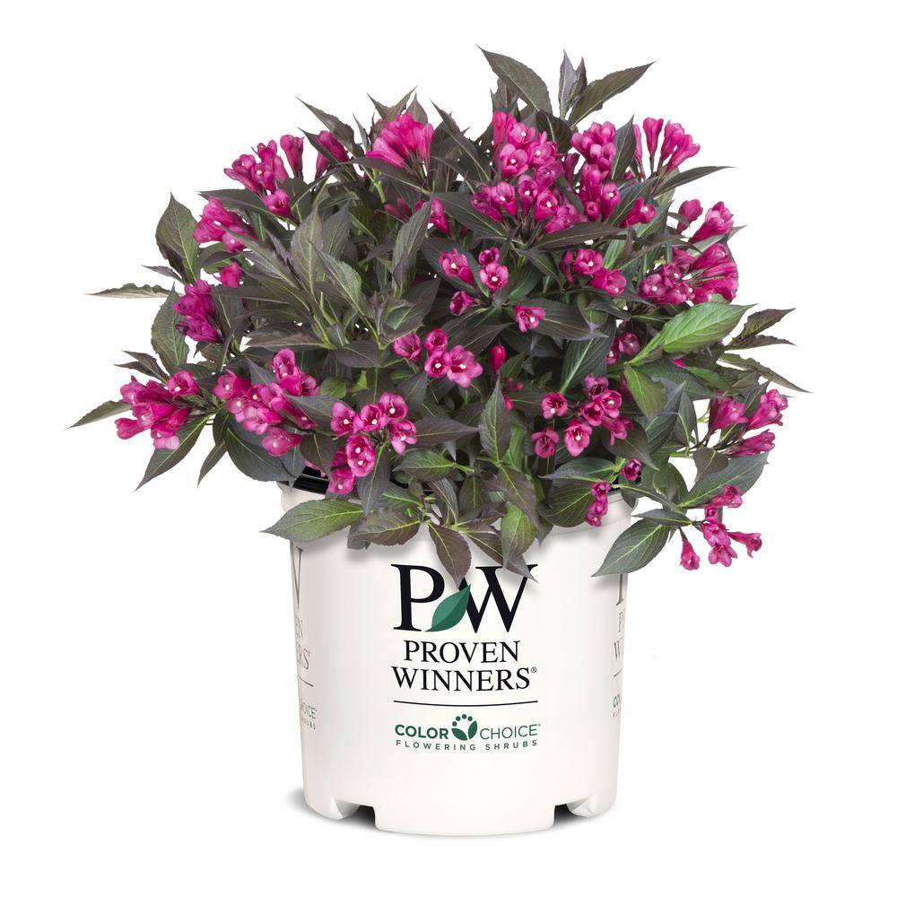 PROVEN WINNERS 2 Gal. Spilled Wine Weigela Shrub with Bright Pink Flowers and Deep Purple Foliage 14716