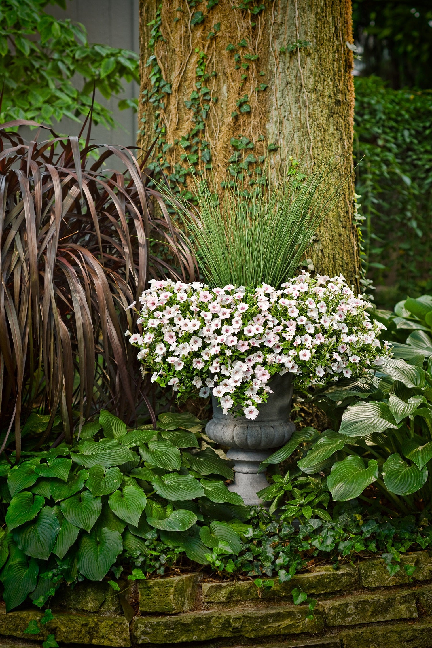 4.5 in. Qt. Graceful Grasses Blue Mohawk Soft Rush (Juncus) Live Plant， Blue-Green Foliage