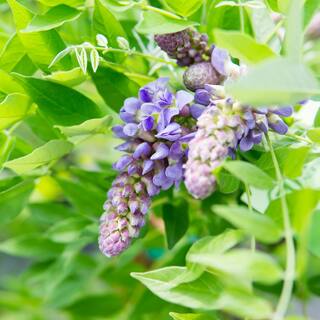 Perfect Plants Wisteria Amethyst Falls in 1 Gal. Growers Pot Fragrant Purple Blooms THD00604