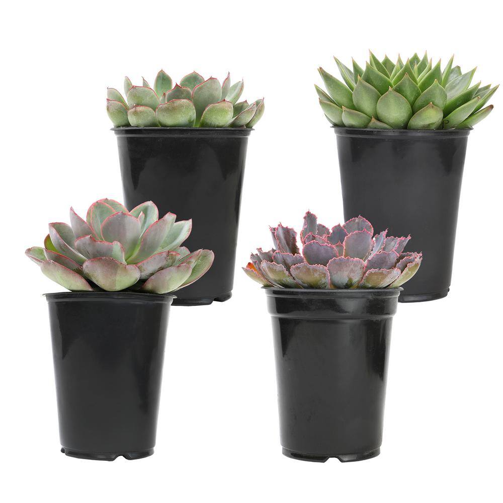 SMART PLANET 1 qt. Echeveria Assorted Succulents (4-Pack) 0872633