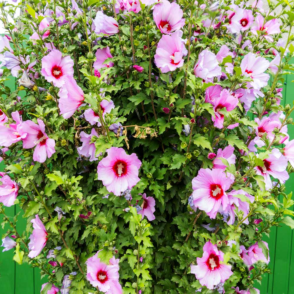 Minerva Rose of Sharon Althea Shrub