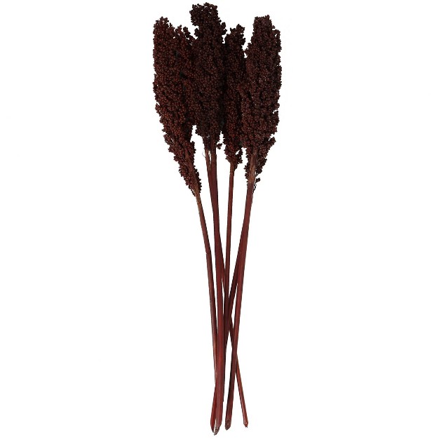 Dried Plant Corn Maze Natural Foliage With Long Stems Dark Brown Olivia amp May