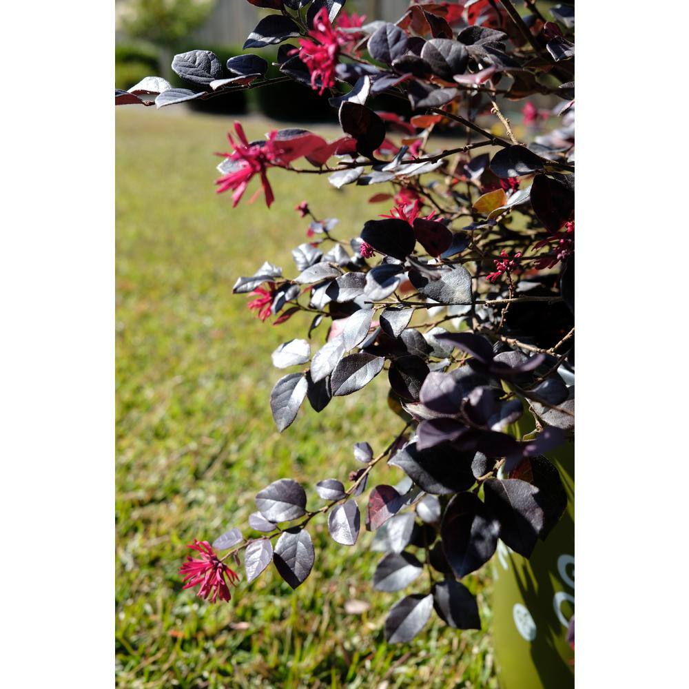 Vigoro 2 Gal. Ever Red Mini Loropetalum Evergreen Shrub with Purple Foliage Red Ribbon Blooms 11969
