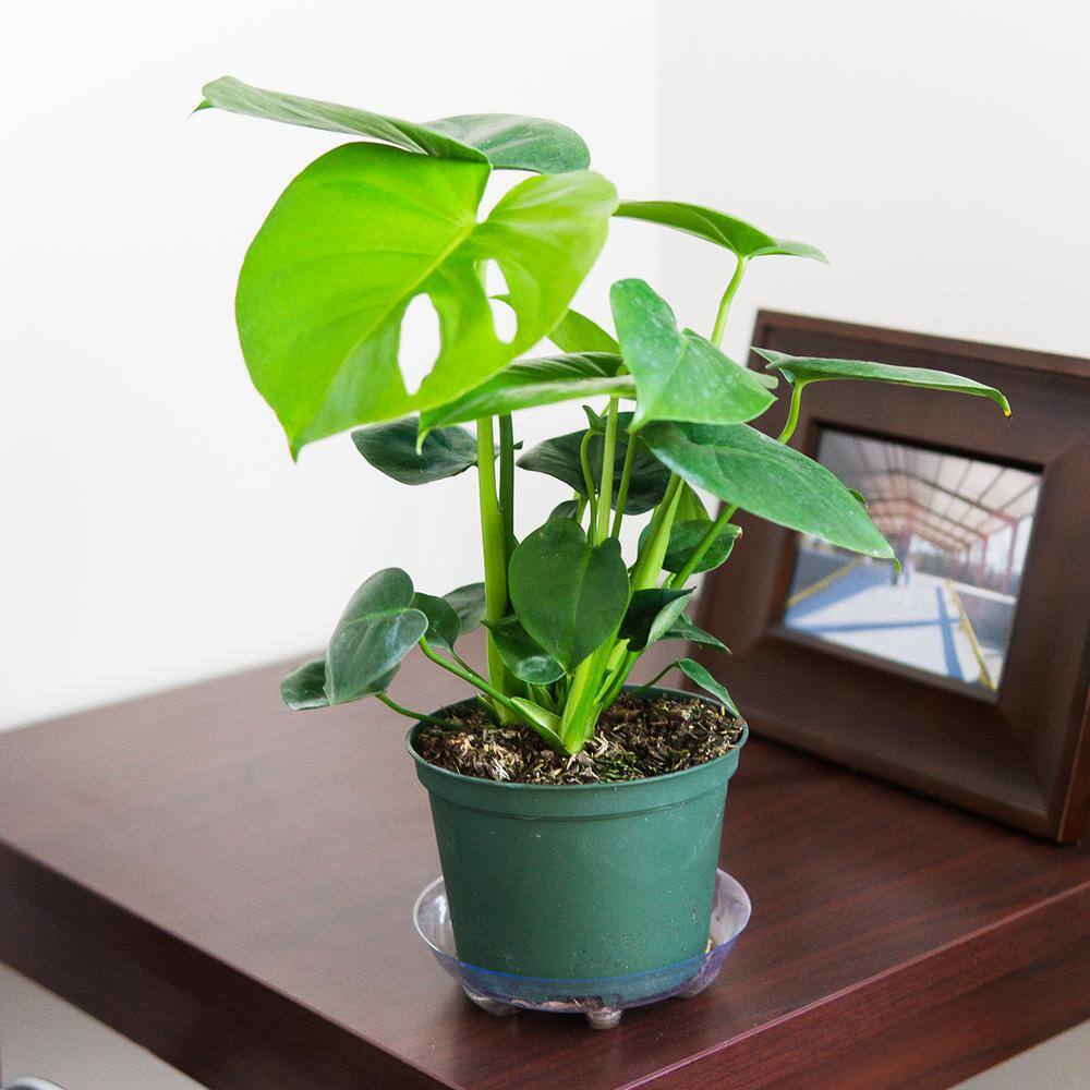 Perfect Plants Monstera Deliciosa (Swiss Cheese Plant) in a 6in. Grower's Pot (2-Pack) THD00473