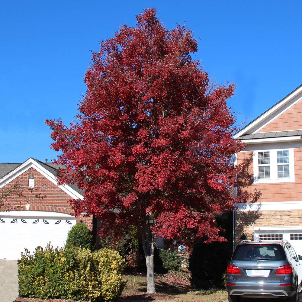 American Red Maple Tree