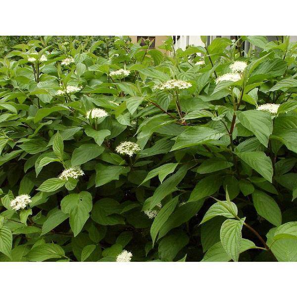 Online Orchards 1 Gal. Red Twig Dogwood Shrub Gorgeous Fireyred Winter Stems and Huge White Spring Flowers SBDW001