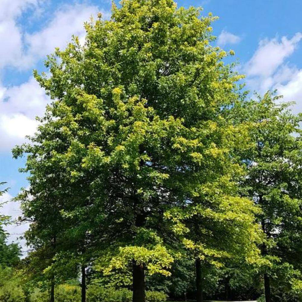 3 Gal. Pin Oak Shade Tree OAKPIN03G
