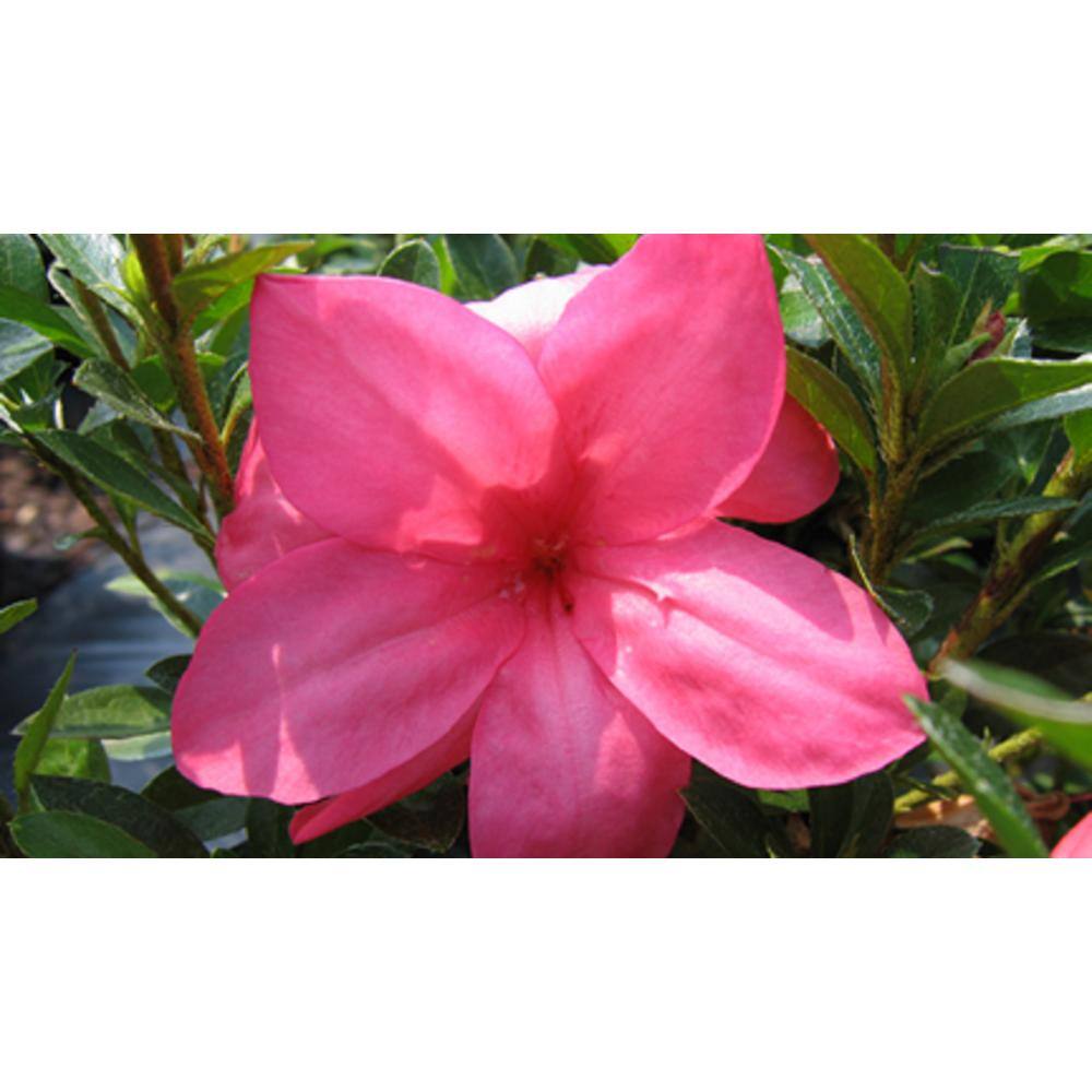 national PLANT NETWORK 2.25 Gal. Macrantha Pink Azalea Plant with Pink Blooms HD7638