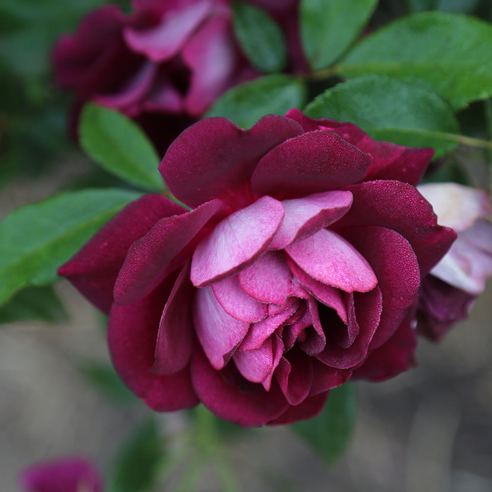 Heirloom Roses Live Plant - Burgundy Iceberg™ Purple Rose Bush - Rose Shrub For Planting