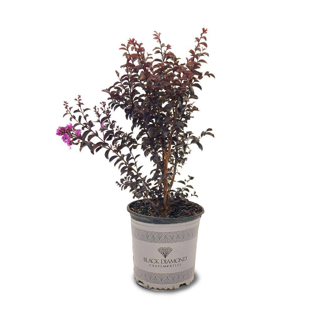 BLACK DIAMOND 3 Gal. Purely Purple Crape Myrtle Tree CRMBPP03G