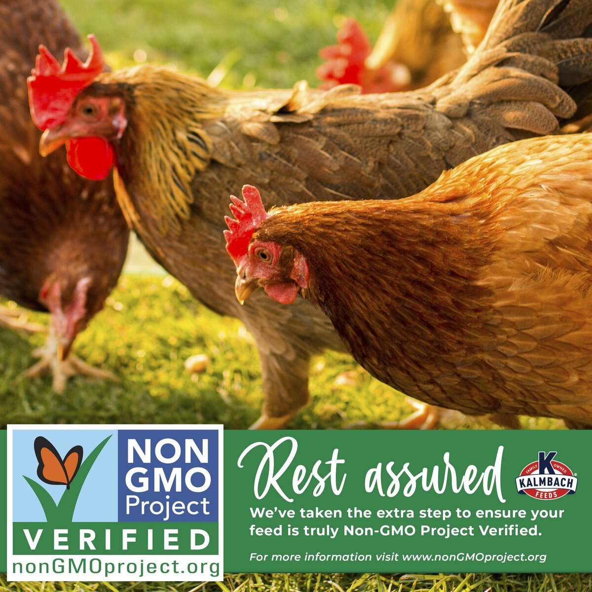 Kalmbach Feeds All Natural Non-GMO 17% Protein Layer Pellets Chicken Feed， 50-lb bag