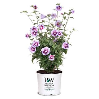 PROVEN WINNERS 2 Gal. Purple Pillar Rose of Sharon (Hibiscus) Plant with Purple Flowers 14762