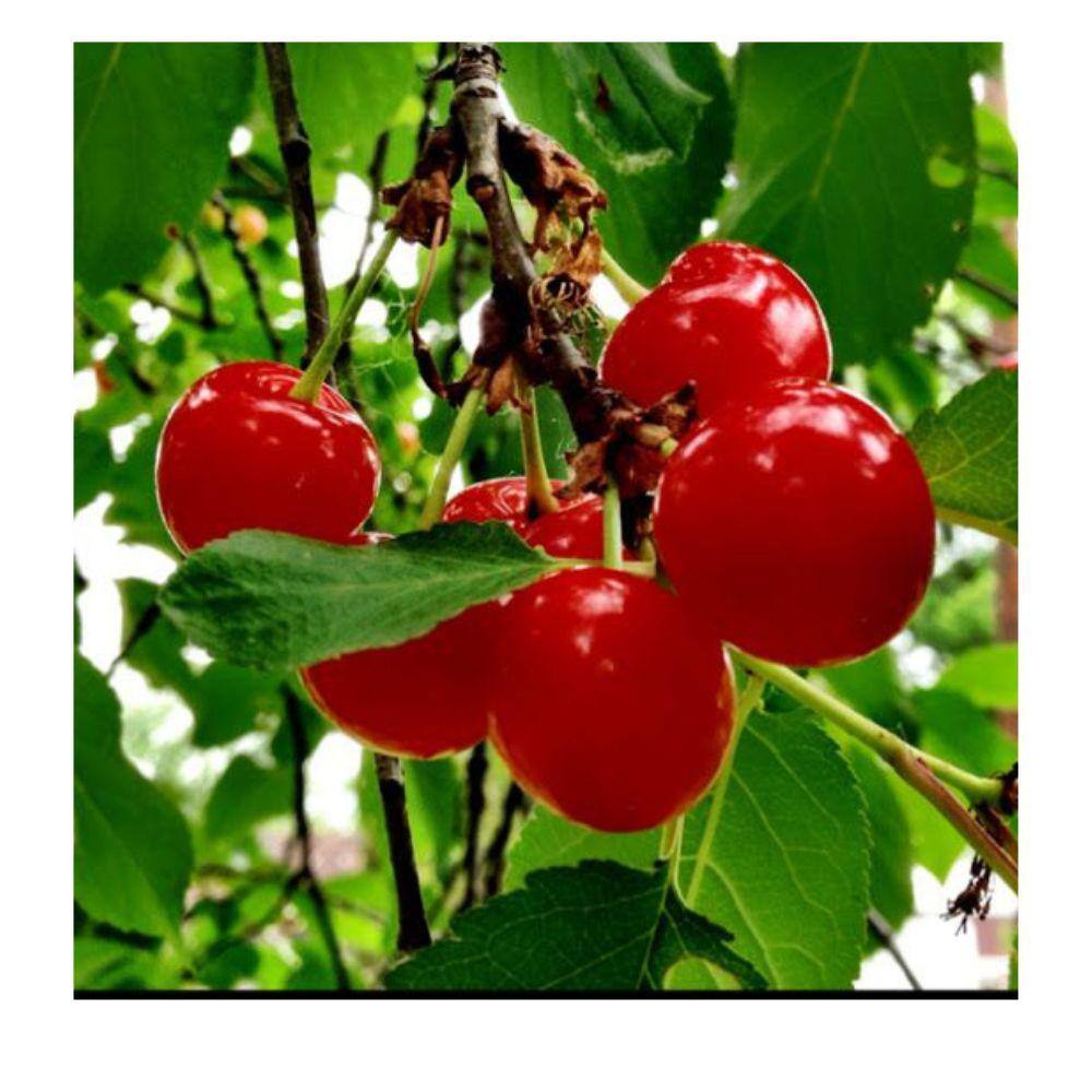 7 Gal. North Star Cherry Tree CHENOR07G