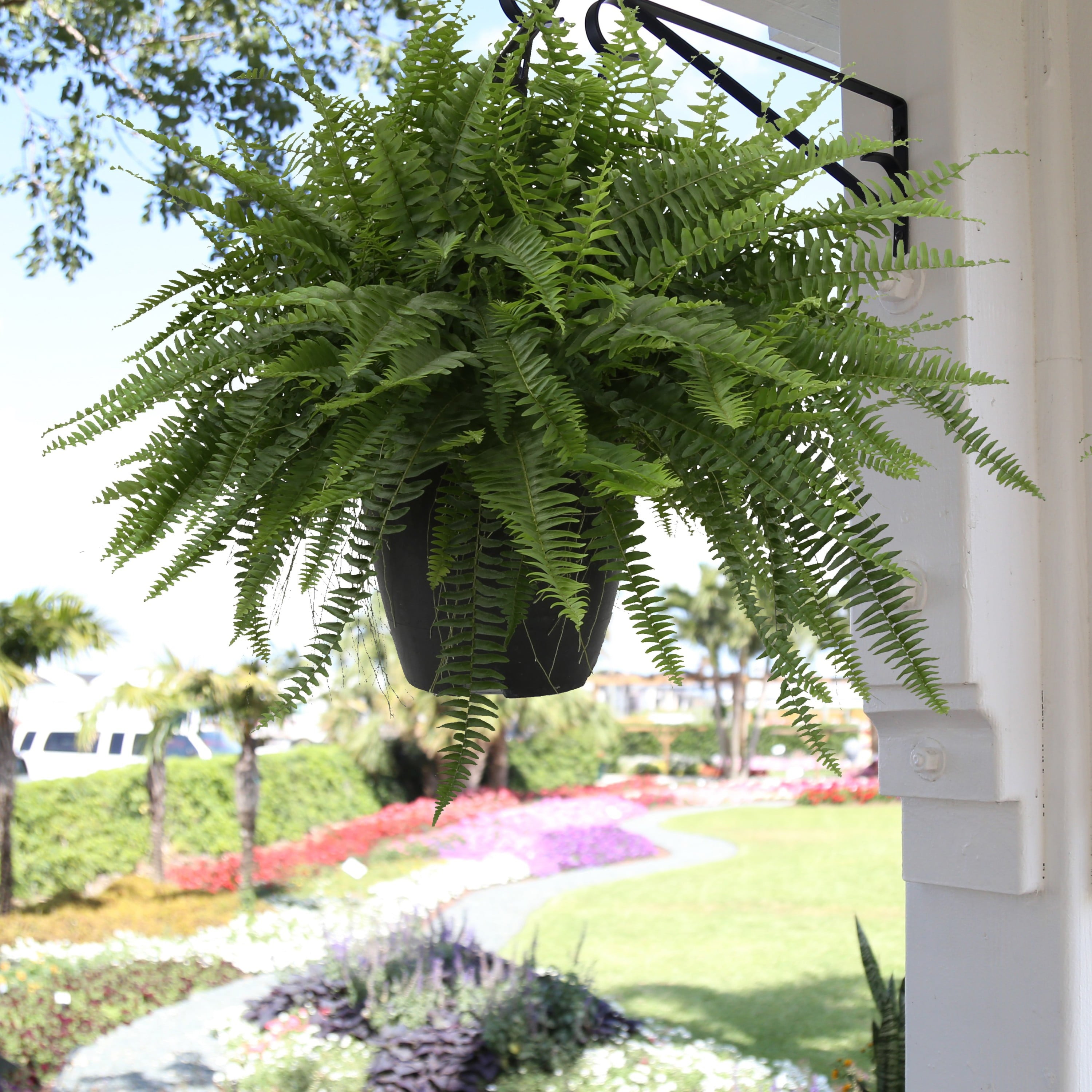 Costa Farms Expert Gardener Live Indoor 16in. Tall Green Boston Fern; Bright， Indirect Sunlight Plant in 10in. Grower Pot