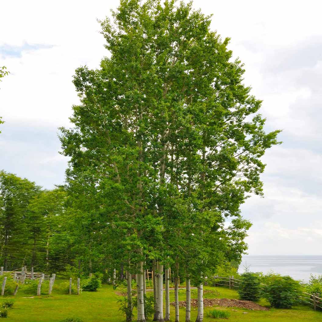 Quaking Aspen Tree