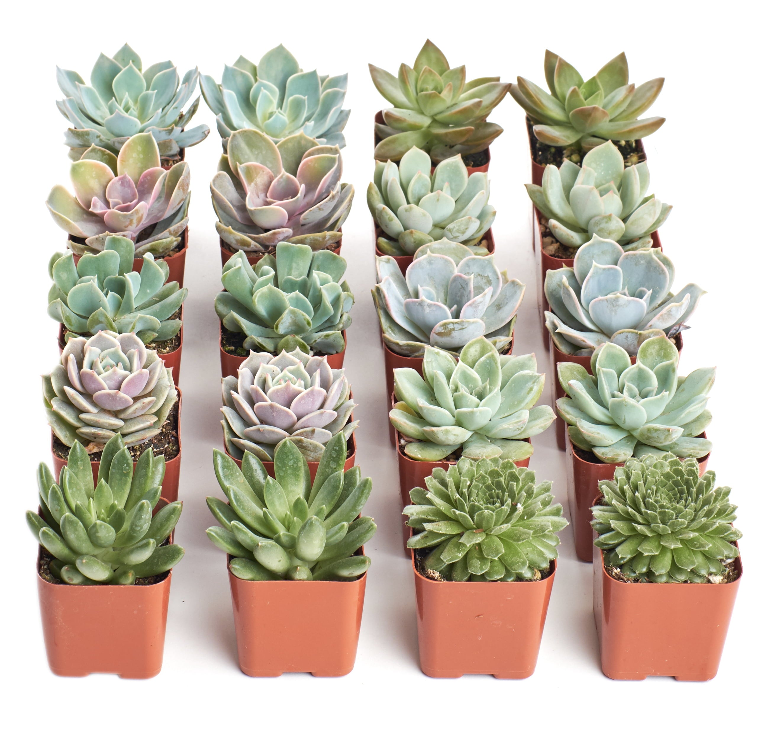 Home Botanicals Rosette Succulent (Collection of 20)