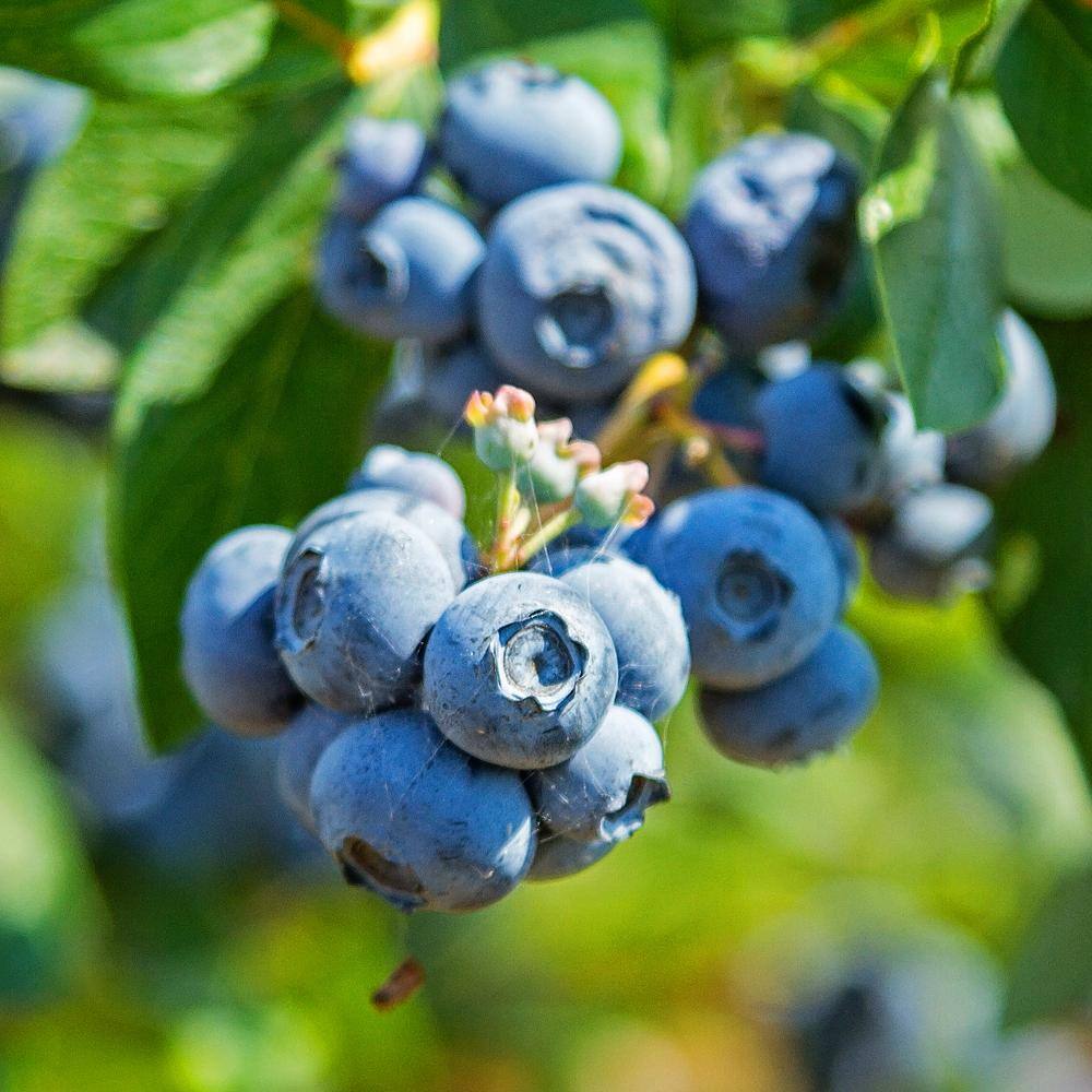 5 Gal. Sweetheart Southern Highbush Blueberry Tree BLUSWE05G