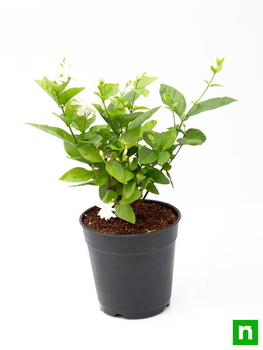 Beautiful Fragrant Mogra, Arabian Jasmine plant with pot