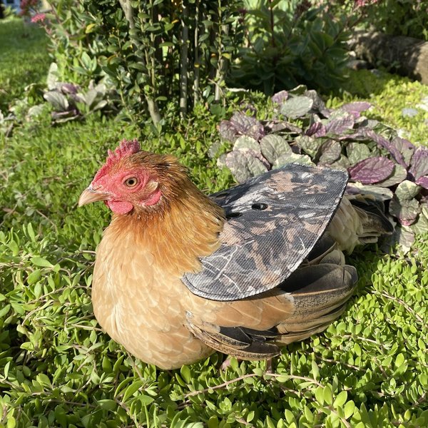 The Chicken Chick Hen Mating Saddle