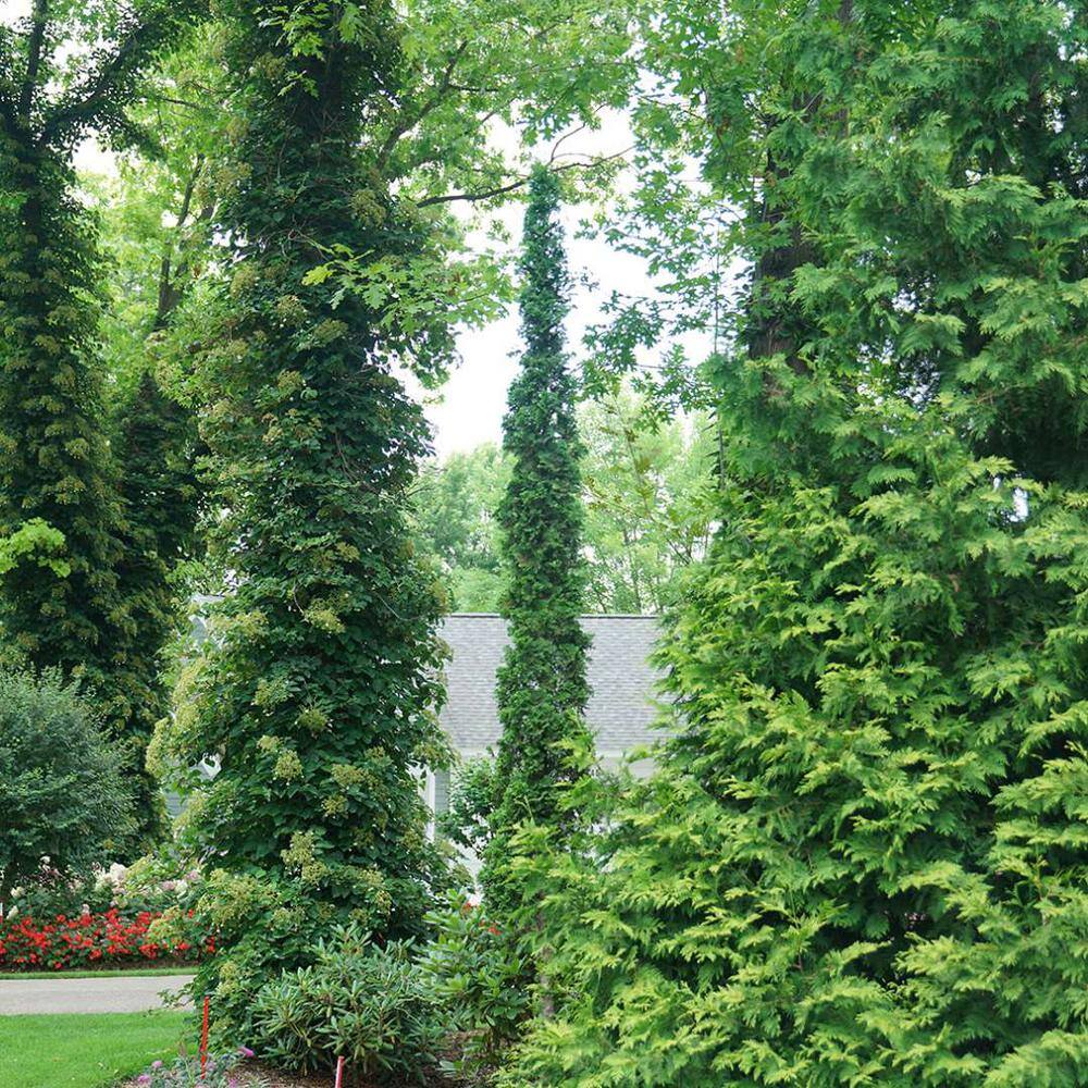 PROVEN WINNERS 1 Gal. Sting Arborvitae (Thuja) Live Plant Shrub Green Foliage THJPRC1086101