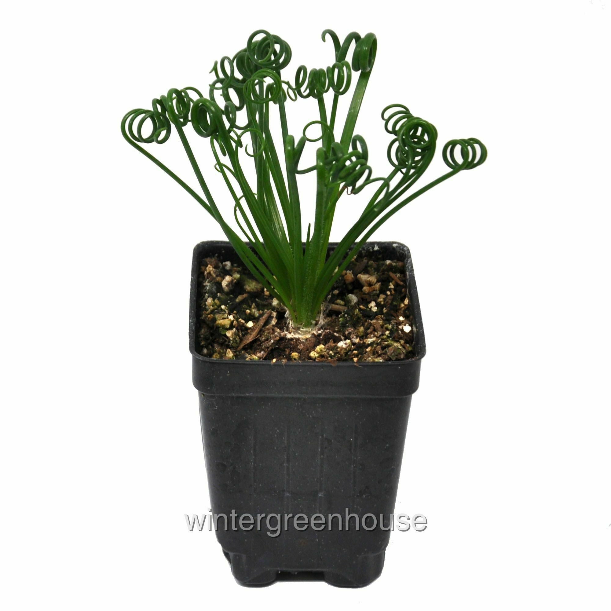 Albuca Spiralis， Frizzle Sizzle， Corkscrew Albuca - Pot Size: 3