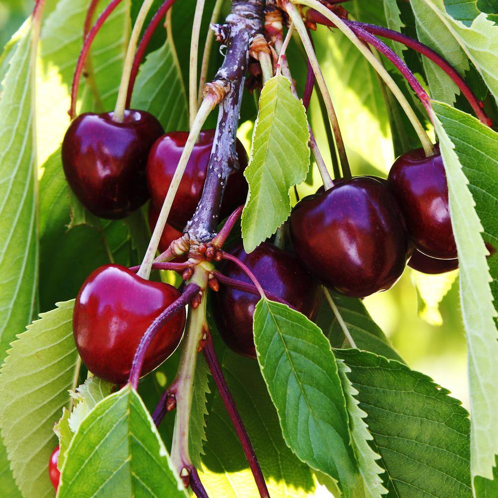 5 Gal. Black Tartarian Fruiting Cherry Tree CHEBLA05G