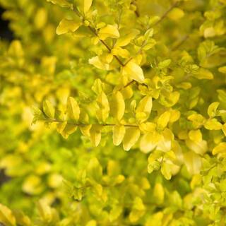 SOUTHERN LIVING 2 Gal. Sunshine Privet Ligustrum Evergreen Shrub Golden-Yellow Foliage 39532