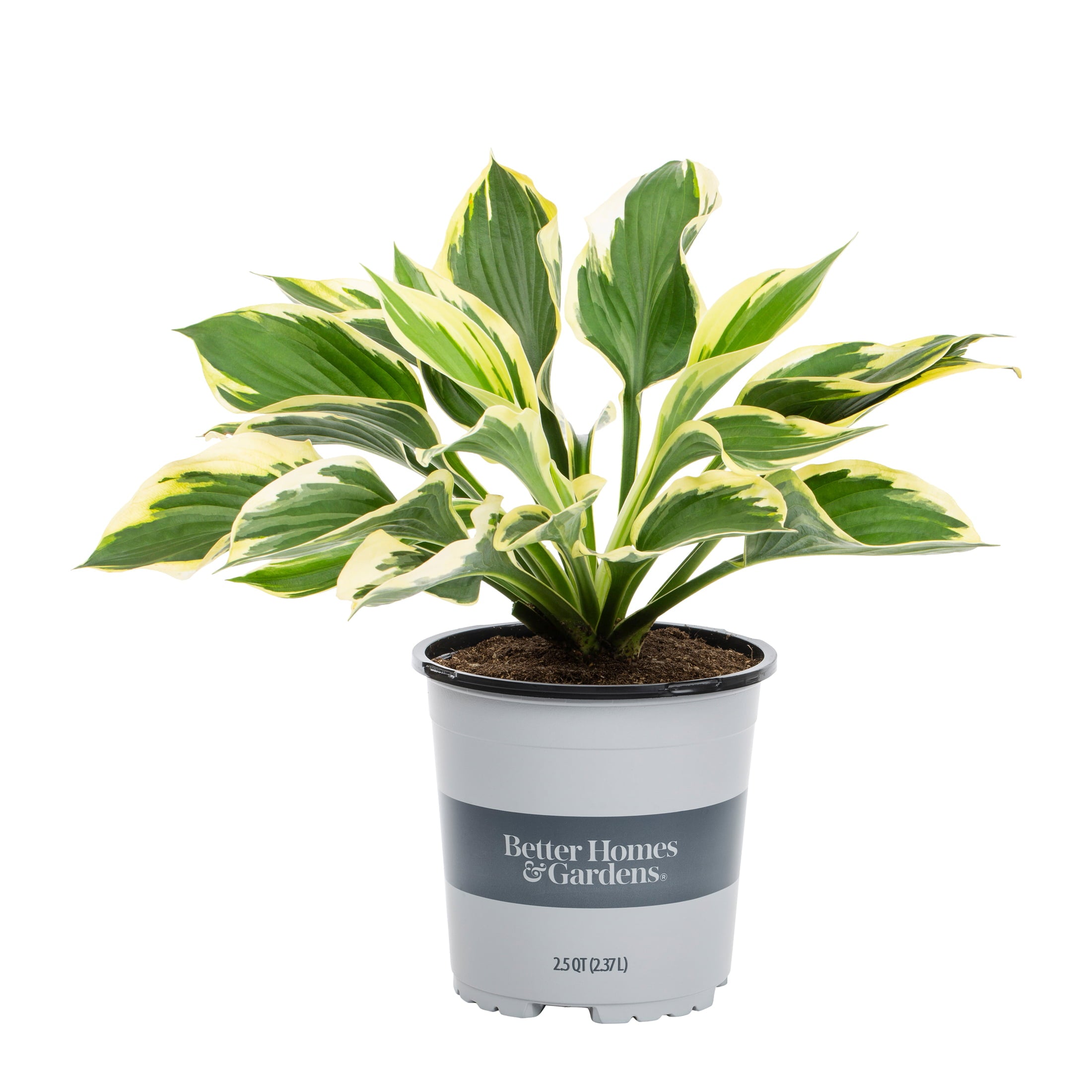 Better Homes and Gardens 2.5QT White Variegated Hosta Live Plants (3 Pack) with Grower Pots