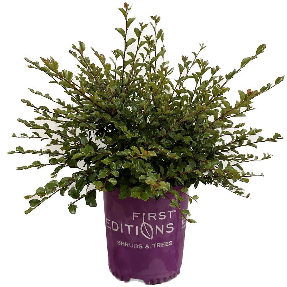 2 Gal. Autumn Inferno Cotoneaster Live Shrub with Fiery Red Foliage 20752F