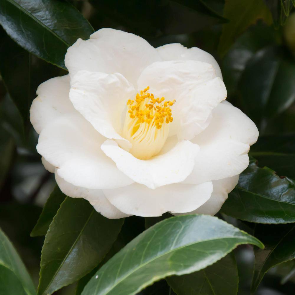 national PLANT NETWORK 3 gal. Camellia Mine No Yuki Shrub with White Flowers HD1656