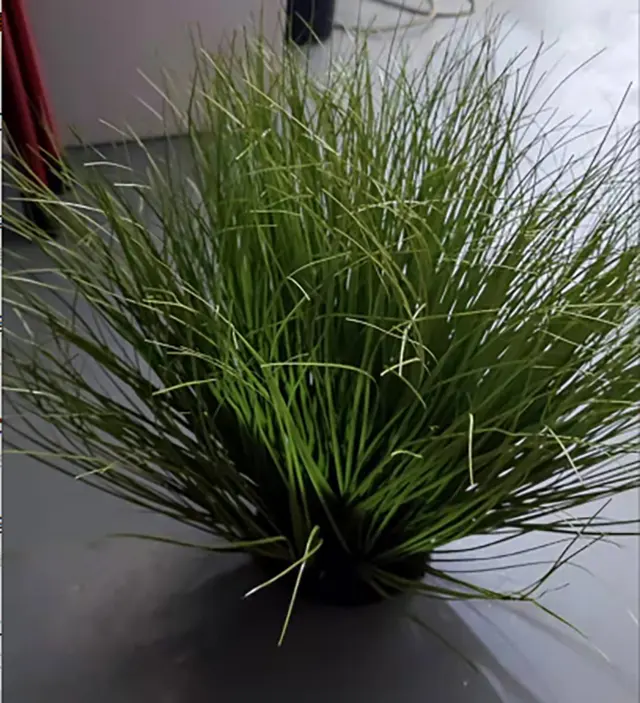 48 inch 19 head foxtail grass pot green onion grass lawn light green PE ball white light pine bark artificial landscape