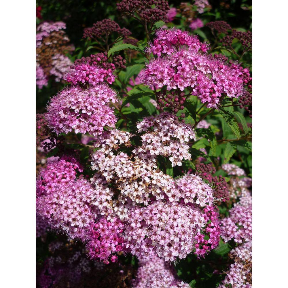 Online Orchards 1 Gal. Anthony Waterer Spirea Shrub Huge Pyramidal Clusters of Rosepink Flowers Dense Spreading Green Foliage SBSP002