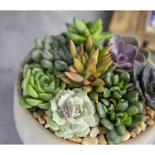 SMART PLANET 2 in. Square Succulent Assortment (50-Pack) 0872695