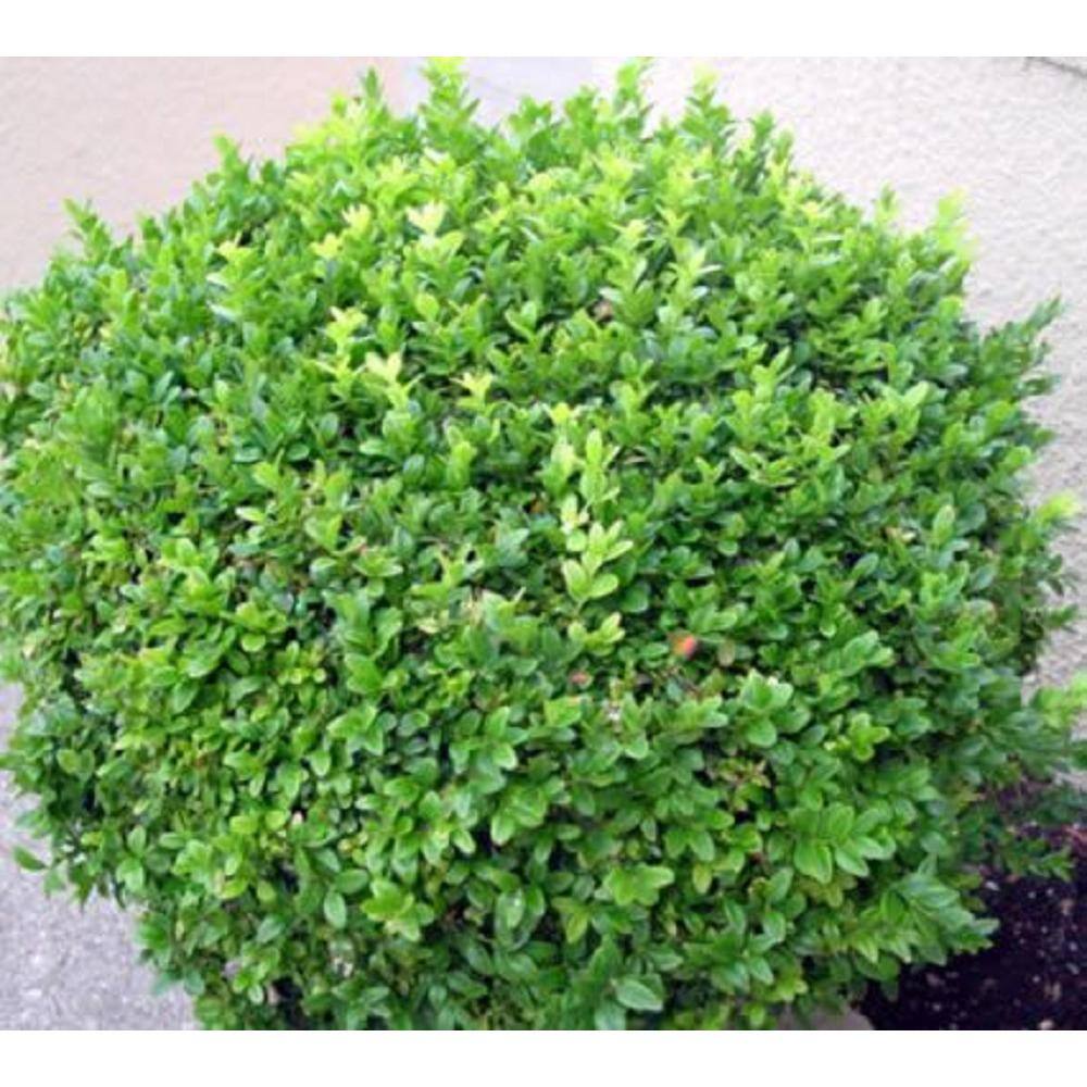 BELL NURSERY 1 Gal. Green Velvet Boxwood (Buxus) Live Evergreen Shrub BUXUS1GRE1PK