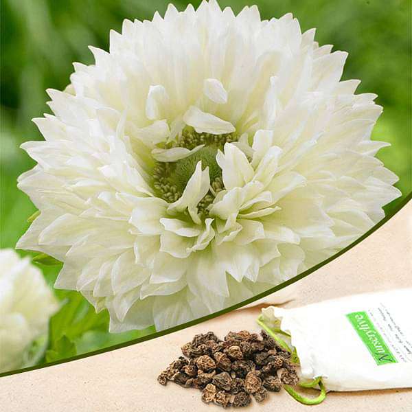 Anemone Mount Everest (White) - Bulbs (set of 5)