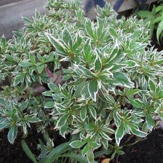 BELL NURSERY 1 Gal. Silver Sword Azalea Live Evergreen Shrub Pink Flowers (3-Pack) AZLEA2SIL3PK