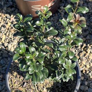Alder  Oak 3 Gal. Red Sky Pencil Holly Shrub Plant ILRS03