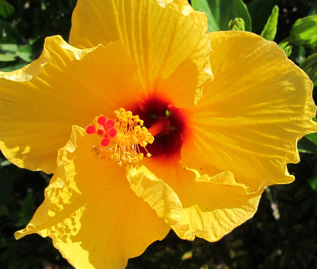 Hibiscus Sunset Yellow Tree - Live Plant in a 3 Gallon Pot - Hibiscus Rosa Sinensis 'Sunset Yellow' - Beautiful and Stunning Flowering Shrub from Florida