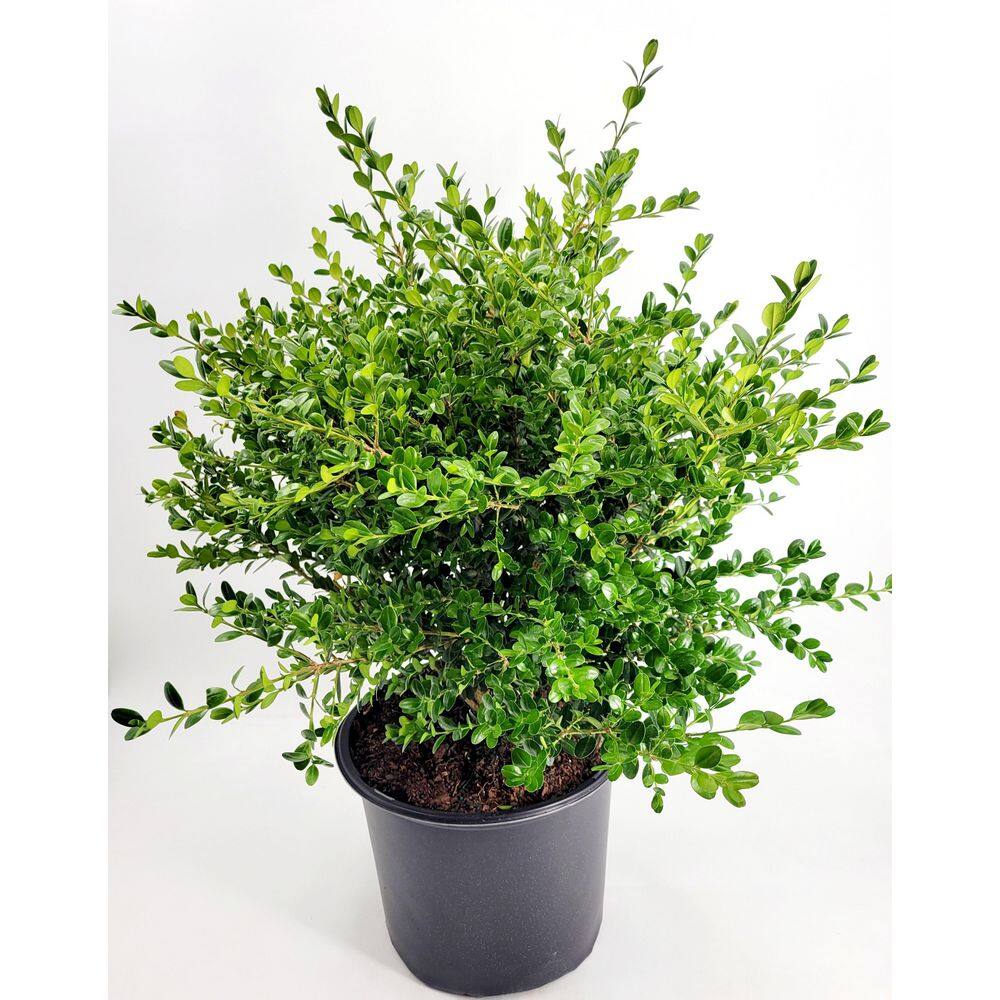 BELL NURSERY 3 Gal. Green Beauty Boxwood (Buxus) Live Evergreen Shrub BUXUS3BTY1PK